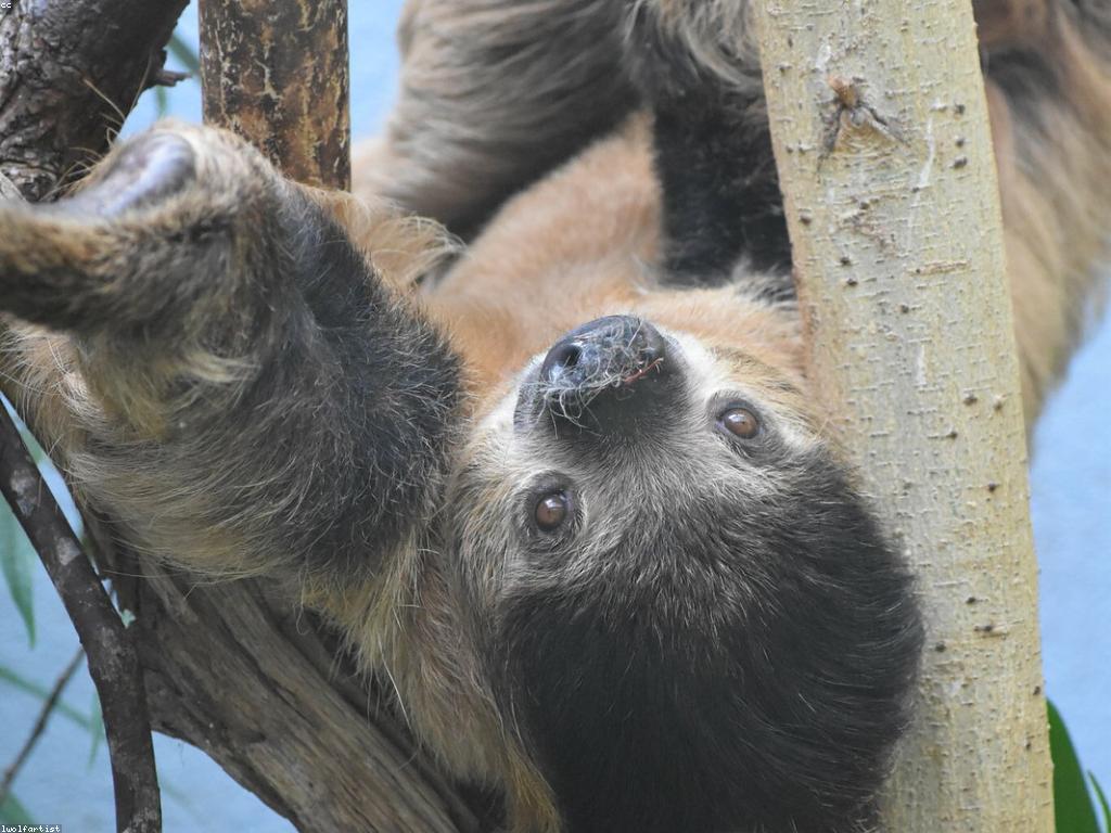 គន្លងលេងស្លត