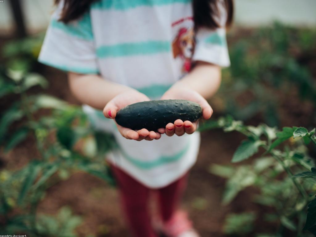 សកម្មភាពស្ម័គ្រចិត្តសម្រាប់ការលេងជាមួយគ្រួសារ